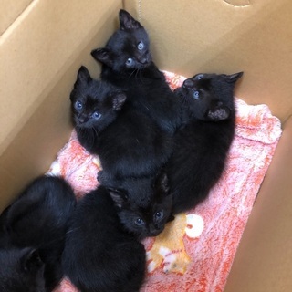 黒猫子猫　1ケ月　5匹 - 猫