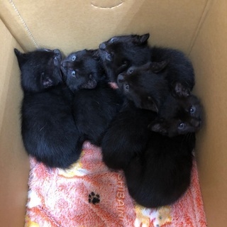 黒猫子猫　1ケ月　5匹 − 千葉県