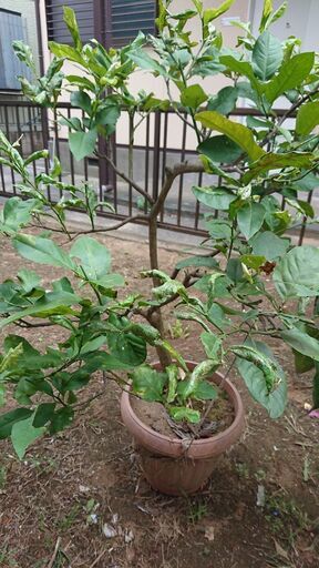 実生レモン 12年 Kazu 元山のその他の中古あげます 譲ります ジモティーで不用品の処分