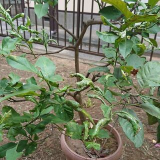 実生レモン 12年 Kazu 元山のその他の中古あげます 譲ります ジモティーで不用品の処分