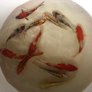 錦鯉12匹セット　15センチ〜19センチ