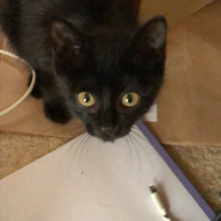 里親募集 黒猫 生後1ヶ月ちょっと 子猫 Seima 富里の猫の里親募集 ジモティー