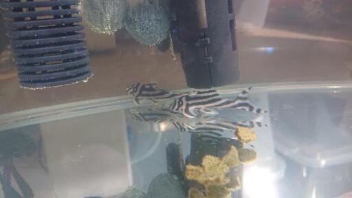 F1飼い込み個体ｲﾝﾍﾟﾘｱﾙｾﾞﾌﾞﾗﾌﾟﾚｺほぼMAXｻｲｽﾞ