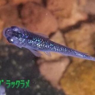 【ネット決済・配送可】めだか  【ｵｰﾛﾗﾌﾞﾗｯｸﾗﾒ】稚魚✕10匹