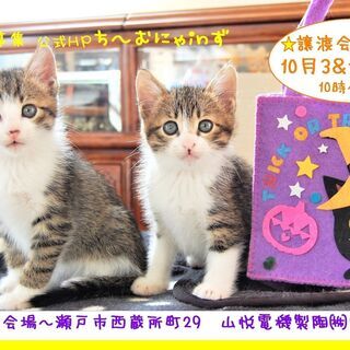 猫の譲渡会 IN 瀬戸 ～ ちーむにゃいんず ２０２０年１０月３日＆１７日開催の画像