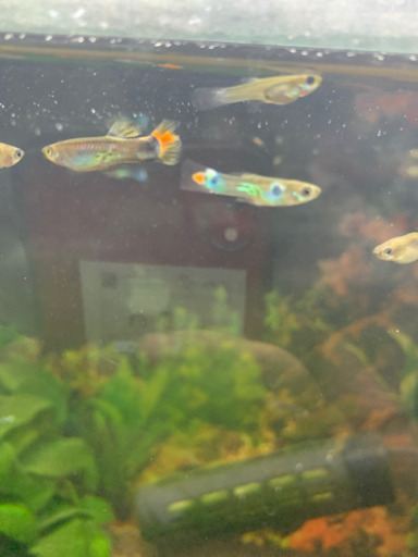熱帯魚 外国産 グッピー ムシムシ 五所川原のその他の中古あげます 譲ります ジモティーで不用品の処分