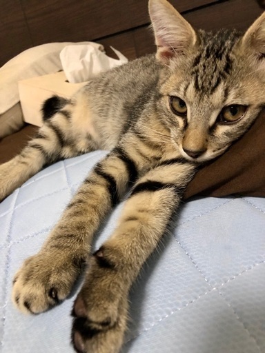 ピカチュウ尻尾のぬいぐるみキジトラくん ミルボラ吉田 一宮の猫の里親募集 ジモティー