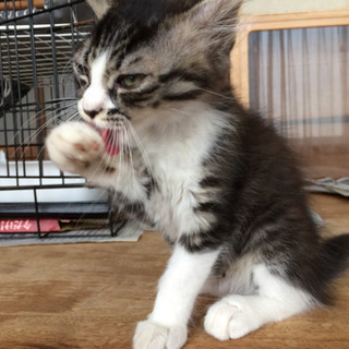 キジシロ約2か月弱メス - 猫