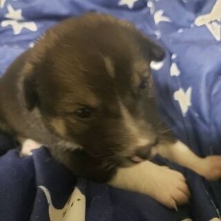 保護犬の出産です あか 小樽のその他の里親募集 ジモティー