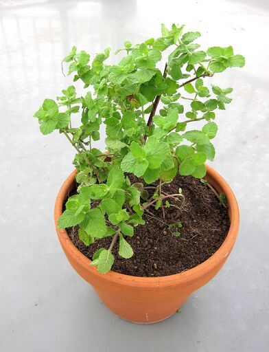 ミント鉢植え Hoho 朝霞のその他の中古あげます 譲ります ジモティーで不用品の処分
