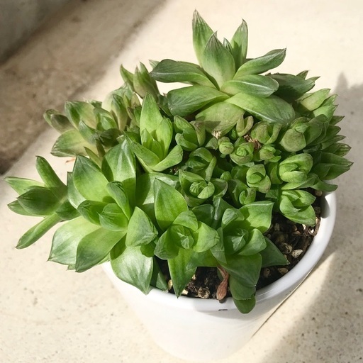 多肉植物ハオルチアシンビフォルミス小さめ トゲ蔵 新瀬戸のその他の中古あげます 譲ります ジモティーで不用品の処分 多肉植物ハオルチアシンビフォルミス小さめ トゲ蔵 新瀬戸のその他の中古あげます 譲ります ジモティーで不用品の処分