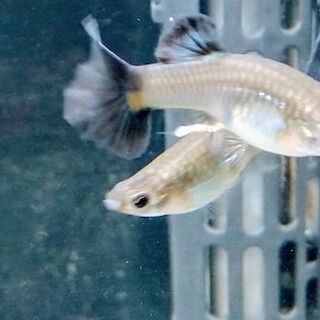  期限１０月中    熱帯魚  シンガーブルーテール♀2  おま...