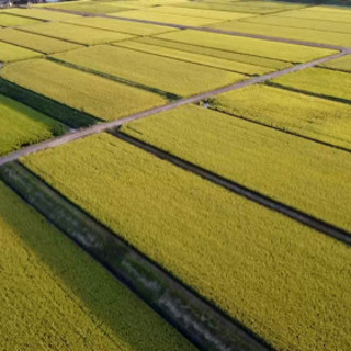 大分県産ひのひかり　令和5年収穫新米