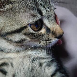 イケメン子猫くんの里親探しています。 - 浜田市