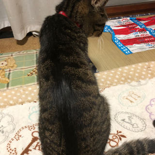 【里親募集】キジトラ (老猫) - 京都市