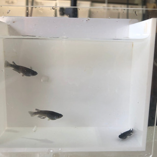大阪府 松原市の中古メダカが無料 格安で買える ジモティー 大阪府 松原市の中古メダカが無料 格安で買える ジモティー