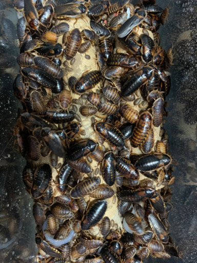 餌用ゴキブリ デュビア 貰ってくださいpart2 むぅみん 門真のその他の中古あげます 譲ります ジモティーで不用品の処分