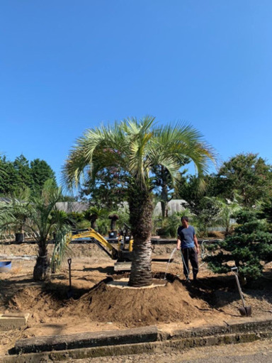 幹2.5 ココスヤシ 税別