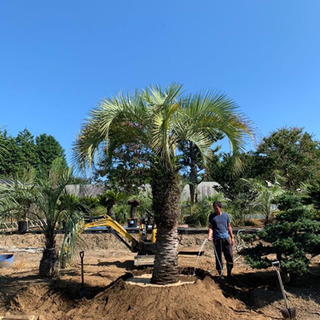 幹2.5 ココスヤシ 税別