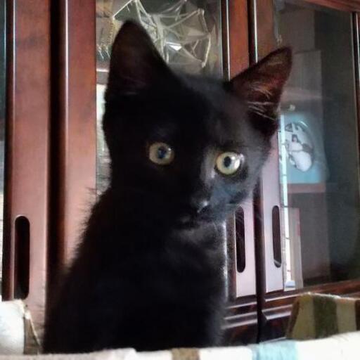 ちまきちゃんです あすか 千葉の猫の里親募集 ジモティー