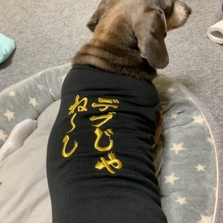 【値下】犬とのお揃いTシャツ - 前橋市