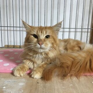 とても人慣れしている メインクーン成猫