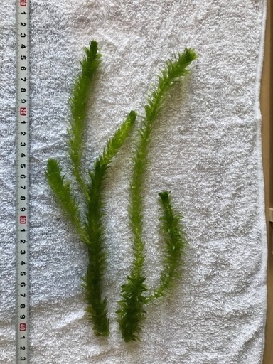 水草無農薬アナカリスマツモ計4本 うら 桂のその他の中古あげます 譲ります ジモティーで不用品の処分 水草無農薬アナカリスマツモ計4本 うら 桂のその他の中古あげます 譲ります ジモティーで不用品の処分
