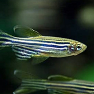 熱帯魚　ゼブラダニオ