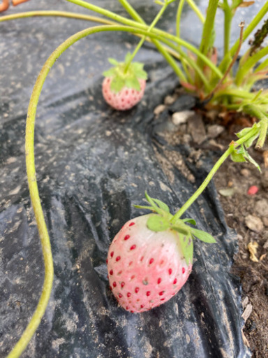 イチゴ苗 白イチゴなど 理恵 西北見のその他の中古あげます 譲ります ジモティーで不用品の処分