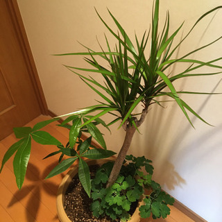 観葉植物　コンシンネ②