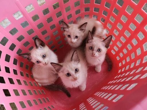 9月26日 土 三鷹で猫の譲渡会 ラグドール風な子猫生後２ヶ月半の女の子 みたか123 三鷹の猫の里親募集 ジモティー