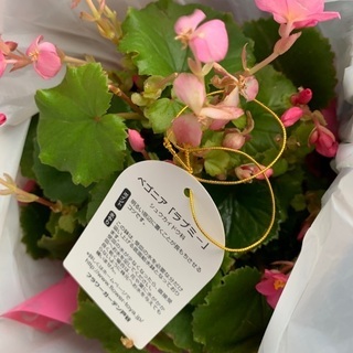 中古ベゴニアが無料 格安で買える ジモティー