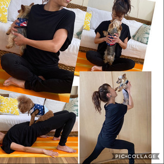 愛犬と一緒に❗️dog_fitnessレッスンしましょう！ - その他