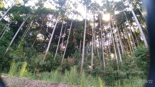 山林お譲りいたします約60年の杉の木と檜 込み別荘 ログハウス建築 一人キャンプ 新築用の木材利用にも最適です Caribbean 田川の土地販売 土地売買の不動産 住宅情報 無料掲載の掲示板 ジモティー