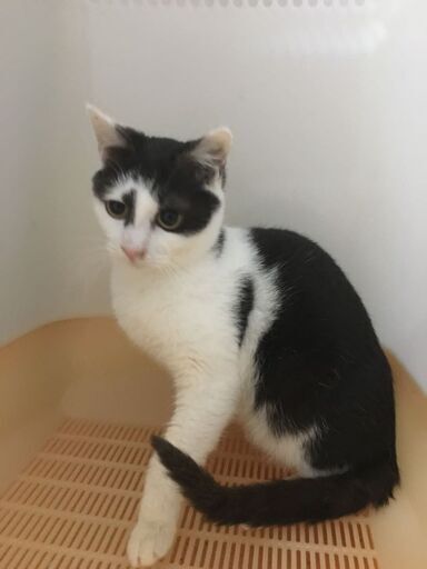まんまる顔 八割れ猫 やさしい 10か月 ねこの手の会 春日井の猫の里親募集 ジモティー