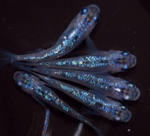 完売 オーロラブラックラメ 青ラメ系 雄2雌3 メダカ Ms 八日市のその他の中古あげます 譲ります ジモティーで不用品の処分