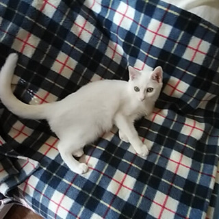 生後4、5ヶ月の白猫ちゃん