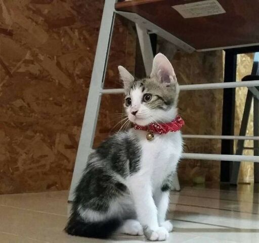 遊ぶの大好きな美猫 みかん君 ねこネットあま 木田の猫の里親募集 ジモティー