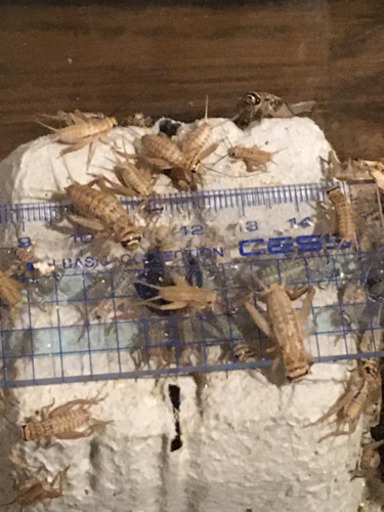 コオロギ イエコ譲ります たむ 佐用のその他の中古あげます 譲ります ジモティーで不用品の処分