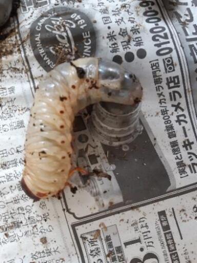 カブトムシ 幼虫 が沢山 ぐっち７０２ 桜新町のその他の中古あげます 譲ります ジモティーで不用品の処分