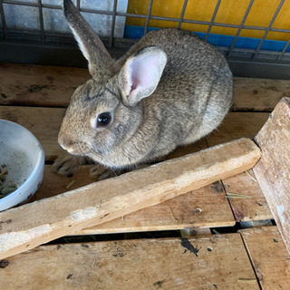 6月28日生まれのうさぎの里親募集です。