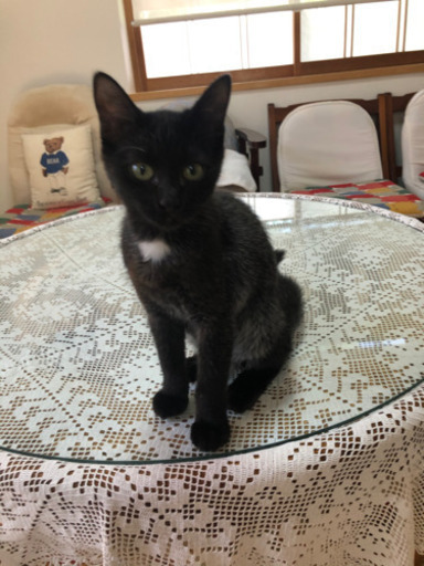 里親募集中 元気な黒猫さん4 5ヶ月の女の子 Kanata 佐賀の猫の里親募集 ジモティー 里親募集中 元気な黒猫さん4 5ヶ月の女の子 Kanata 佐賀の猫の里親募集 ジモティー