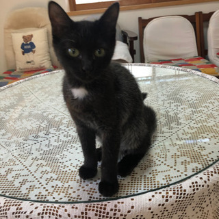 【里親募集中】元気な黒猫さん4～5ヶ月の女の子の画像