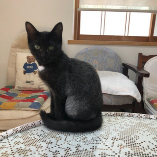 【里親募集中】元気な黒猫さん4～5ヶ月の女の子 - 佐賀市