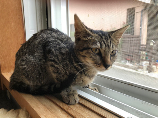 キジ猫のお嬢さん、お風呂も好きですよ！ (かれんの父さん) 御着の猫の 