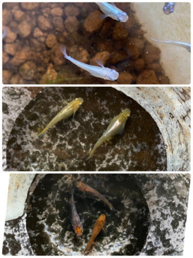 メダカの卵 Mix 30粒 A みゆき 鳳凰 三色 卵 高級 Ken 岐阜のその他の中古あげます 譲ります ジモティーで不用品の処分