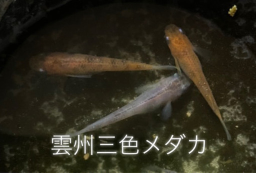 雲州三色メダカの卵 50粒 高級メダカ 有精卵 Ken 岐阜のその他の中古あげます 譲ります ジモティーで不用品の処分