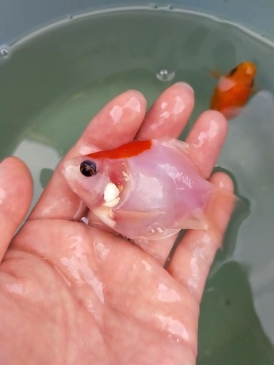金魚4匹更紗和金福だるま丹頂など ケロ 八王子のその他の中古あげます 譲ります ジモティーで不用品の処分 金魚4匹更紗和金福だるま丹頂など ケロ 八王子のその他の中古あげます 譲ります ジモティーで不用品の処分