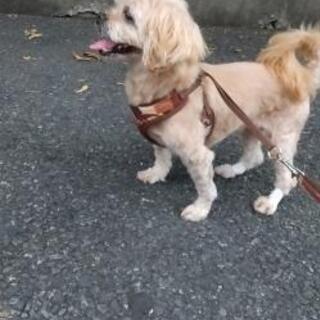 里親募集再開になりました ひまわり 弘明寺の犬の里親募集 ジモティー