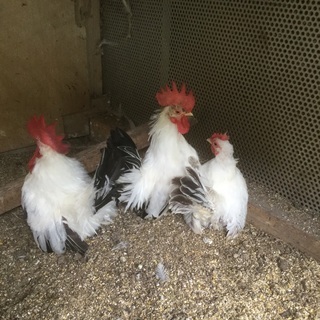 矮鶏(チャボ)3羽を貰って頂ける方を募集しています。